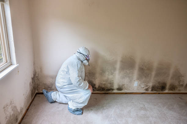 Mold Removal for HVAC Installations in Colorado City, AZ